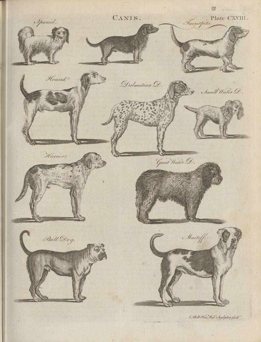 natlibscot's tweet photo. On the subject, here's some lovely doggy picture goodness from the third edition of the Encyclopaedia Britannica (1797). Enjoy!

#NLSDigitised https://t.co/tz6LsBeYQm