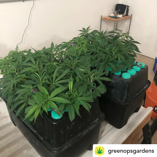 PermaClone's tweet photo. Posted By: @greenopsgardens on Instagram
“Looks like I am a few days late in transplanting. These girls are growing hard! #permaclone #airoponics #m91 #cannabis #legalweed #metrc #oregoncannabis #measure91 #gog #greenopsgardens #smartbeecontrollers #recreationalcannabis“ https://t.co/hyGtgBleLG