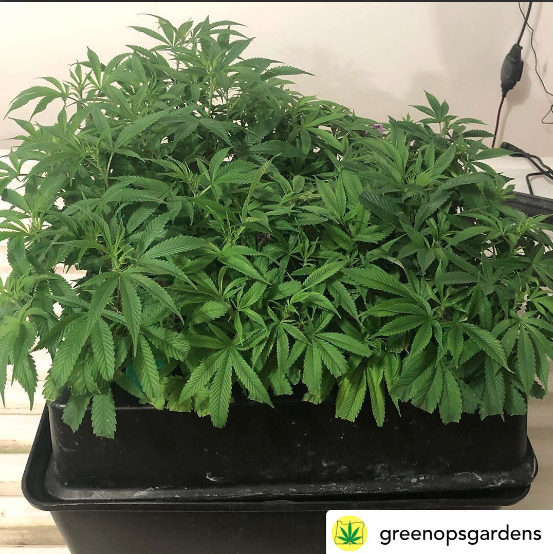 PermaClone's tweet photo. Posted By: @greenopsgardens on Instagram
“Looks like I am a few days late in transplanting. These girls are growing hard! #permaclone #airoponics #m91 #cannabis #legalweed #metrc #oregoncannabis #measure91 #gog #greenopsgardens #smartbeecontrollers #recreationalcannabis“ https://t.co/hyGtgBleLG