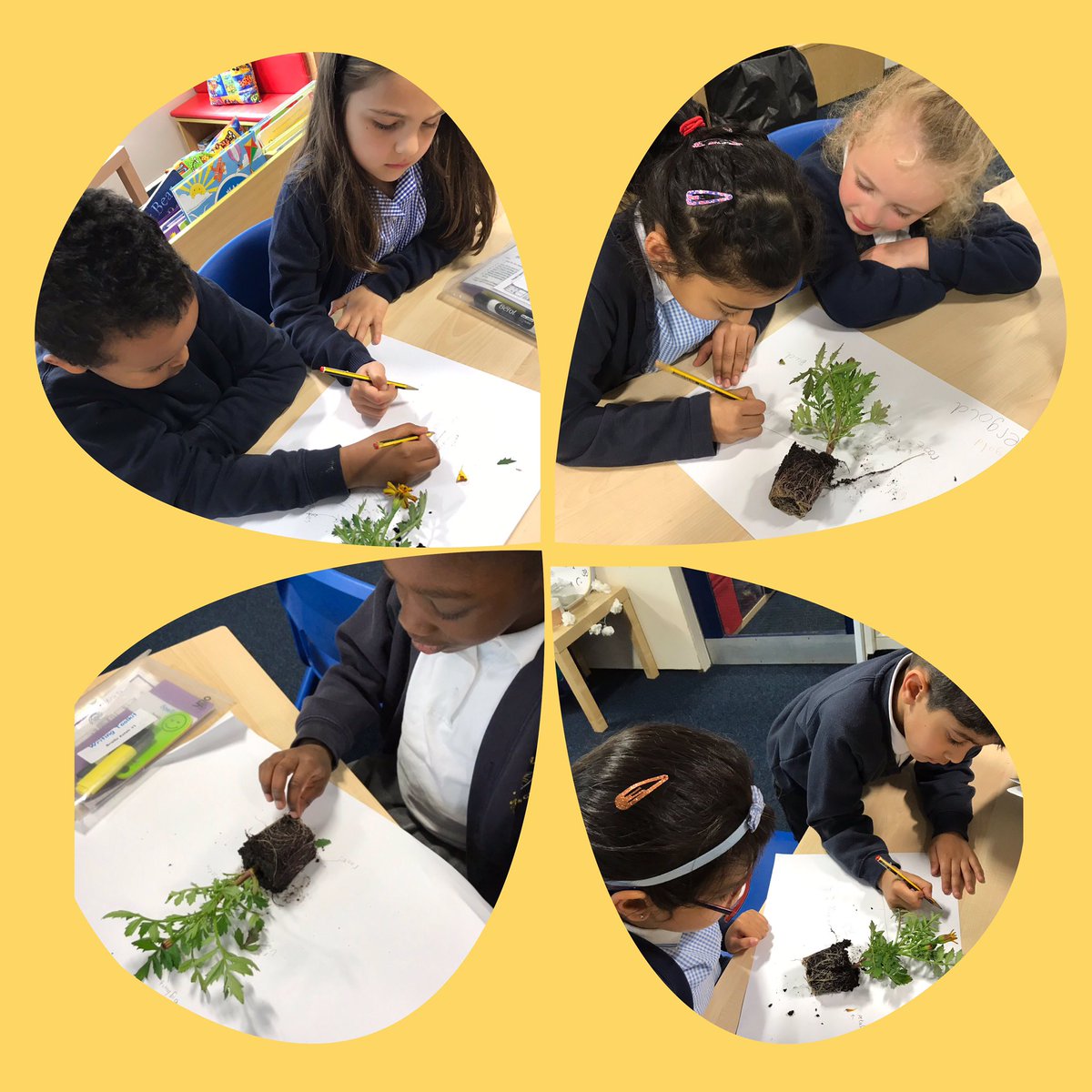 StPaulsBolton's tweet photo. Year 1 have learnt lots about flowering plants and their parts this afternoon in science. They made careful observations using their senses and labelled the parts of the marigolds ๐ผ๐๐๐ฆ #year1lovescience #partsofafloweringplant #makingobservations https://t.co/VnO5CUrI6t