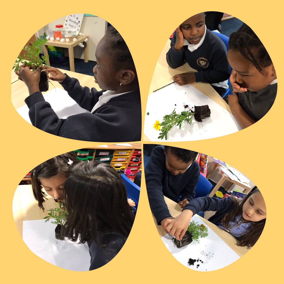 StPaulsBolton's tweet photo. Year 1 have learnt lots about flowering plants and their parts this afternoon in science. They made careful observations using their senses and labelled the parts of the marigolds ๐ผ๐๐๐ฆ #year1lovescience #partsofafloweringplant #makingobservations https://t.co/VnO5CUrI6t