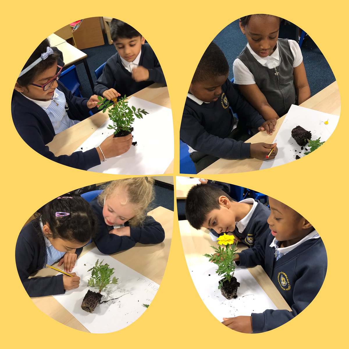StPaulsBolton's tweet photo. Year 1 have learnt lots about flowering plants and their parts this afternoon in science. They made careful observations using their senses and labelled the parts of the marigolds ๐ผ๐๐๐ฆ #year1lovescience #partsofafloweringplant #makingobservations https://t.co/VnO5CUrI6t