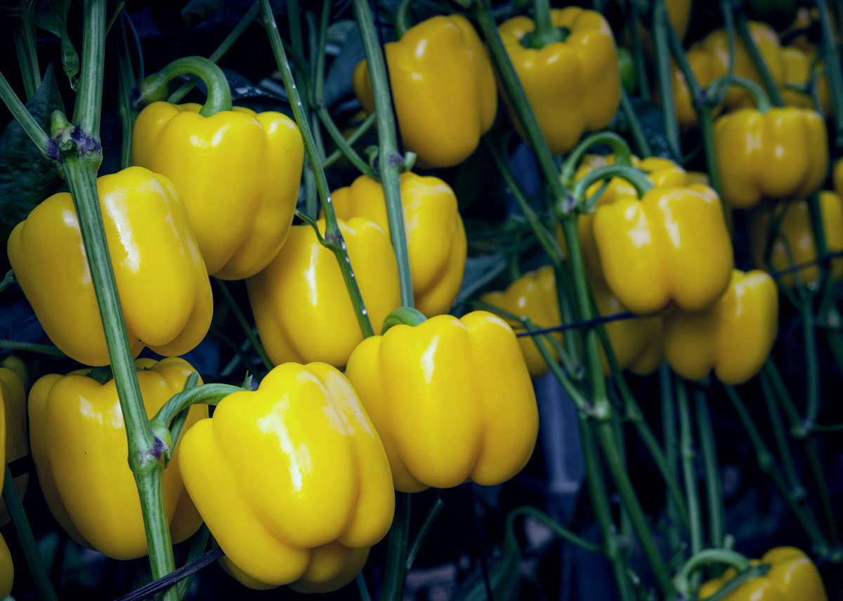Mikonos es el california amarillo de siembras tardías que demandan las comercializadoras por su alta calidad y calibre adecuado para exportación
...fhalmeria.com/noticia-27378/… <a href="/SemillasFito/">Semillas Fitó</a>