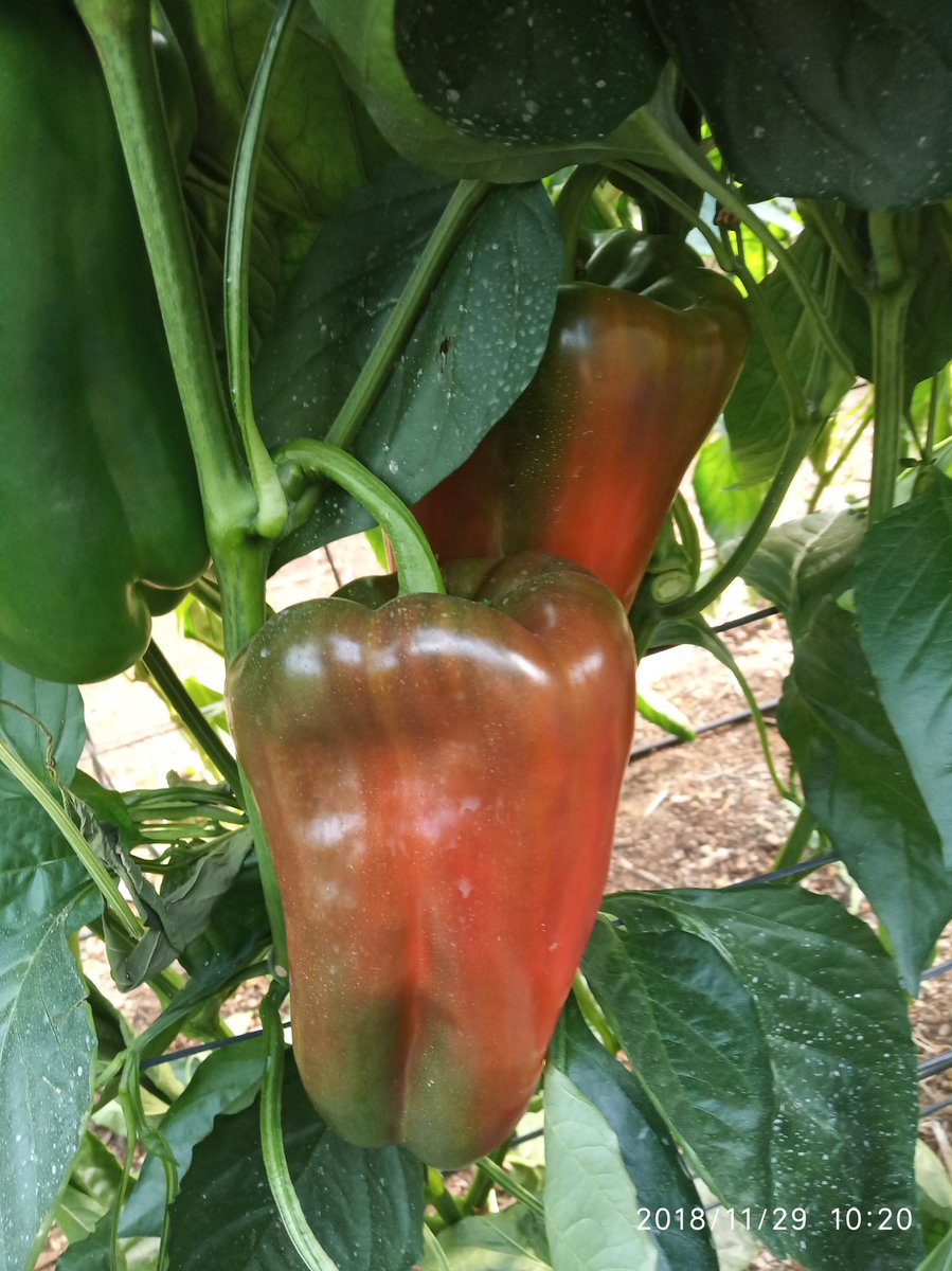 Lamuyo en maduración..
Lamuyo pepper in maturation phase under plastic.