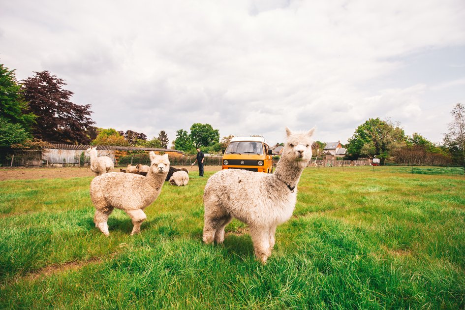 Camp surrounded by Alpaca's: bit.ly/2J76PyI

#alpacas #alpaca #freekvonk #rockwerchter #uniquecamping