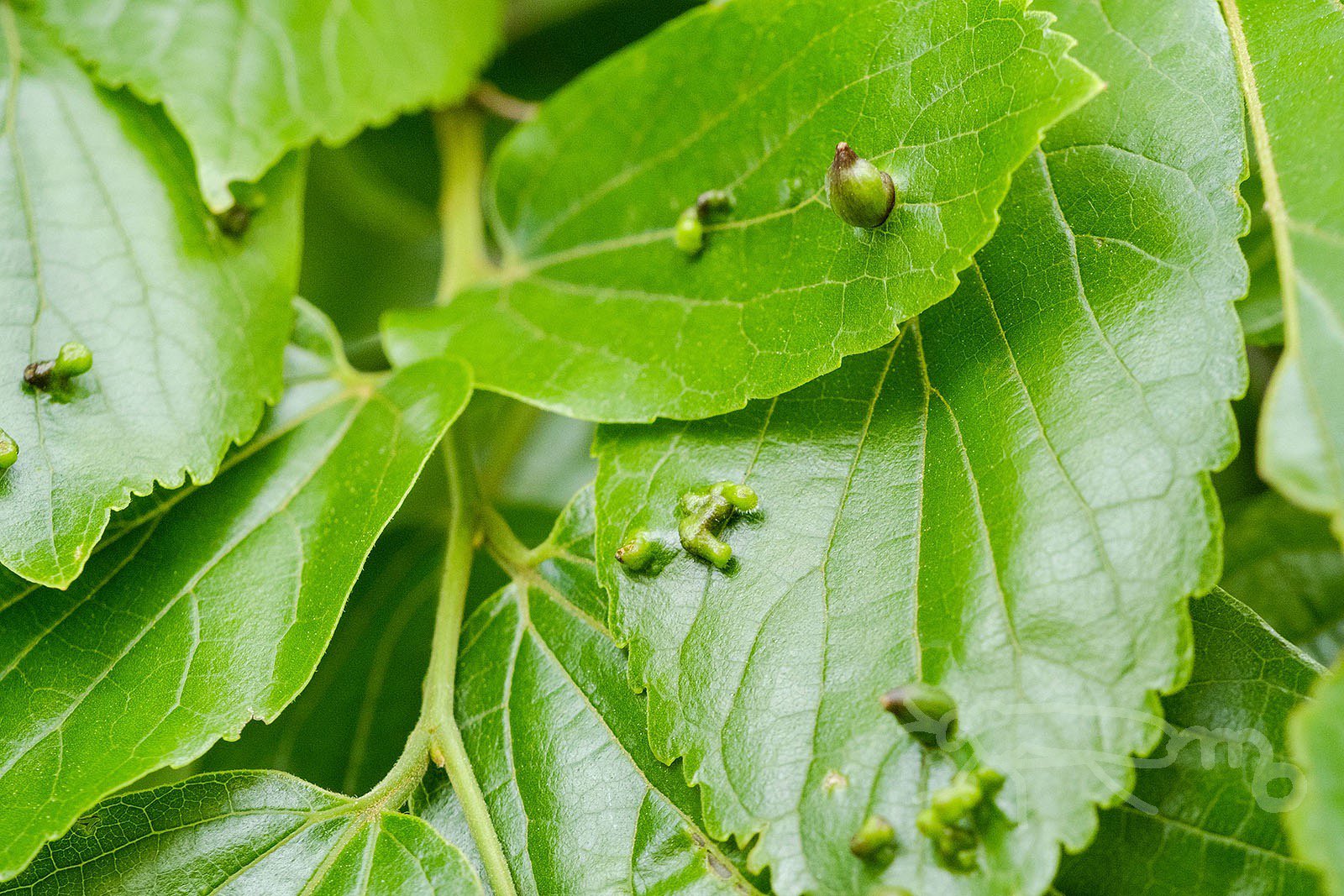 Mouuuusa 大量に発生してるエノキハイボフシとエノキハトガリタマフシの中 ひっそりとわずかに膨らんできたエノキカイガラキジラミのゴール T Co Wmhbtmuyn4 Twitter