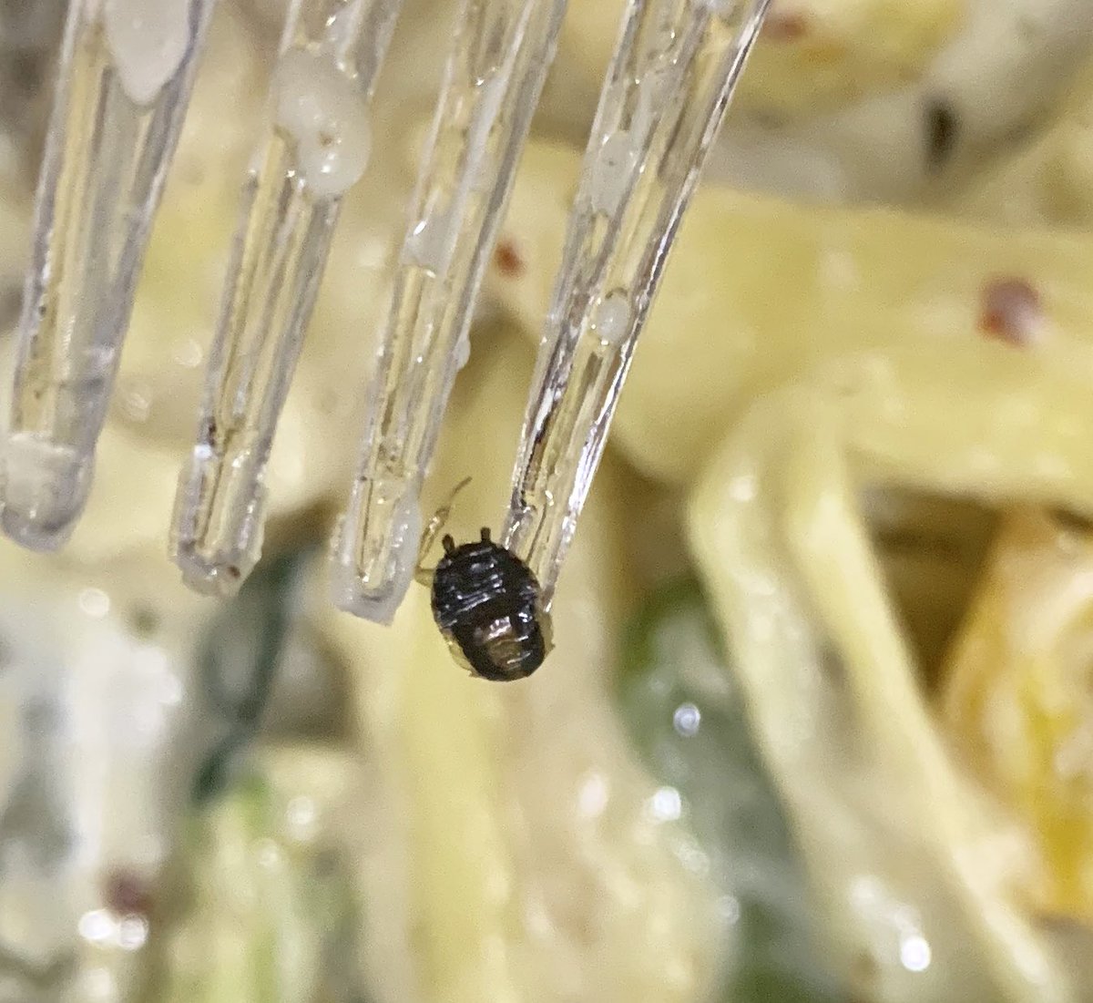Heenasingh05's tweet photo. Begali sweet centre G-19 south ex 1 gave me an insect to eat with pasta. What to do about it ? Where is the hygiene for public ? @timesofindia @indiatimes @worldfoodindia #food #cockroach #timesofindia @Zomato @ZomatoIN @TwitterIndia https://t.co/epKomGcmrr