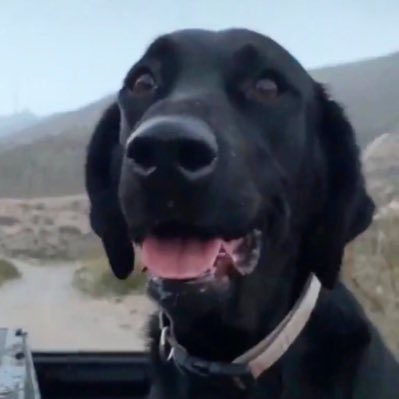 First_Dog_USA's tweet photo. ๐พ I have a #NewProfilePic! My dad @BetoORourke took this photo, thatโs why I was smiling. Iโm always happy when he takes me on nature walks! Awoooof! #ArtemisForFirstDog #DOTUS #Beto2020 https://t.co/4QxZxoq10h