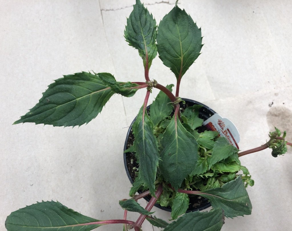 Mizzou Weed Science tweet media