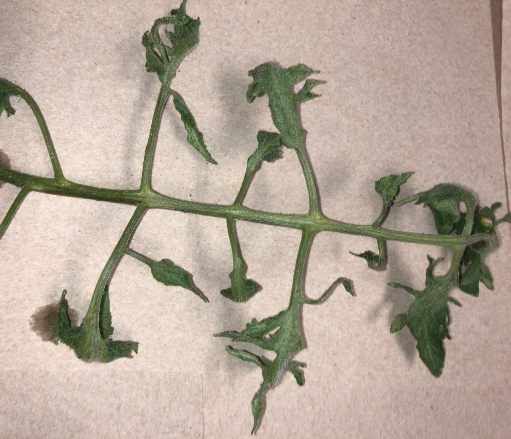 Mizzou Weed Science tweet media