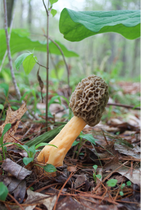 AdventureEdit's tweet image. I came across my first #morels of the season on Easter Sunday, and they're still popping in my part of Pennsylvania. Learn more about this wild delicacy in this piece I wrote last spring, and let me know if you find any in your neck of the woods! visitpago.com/morel-season-i…