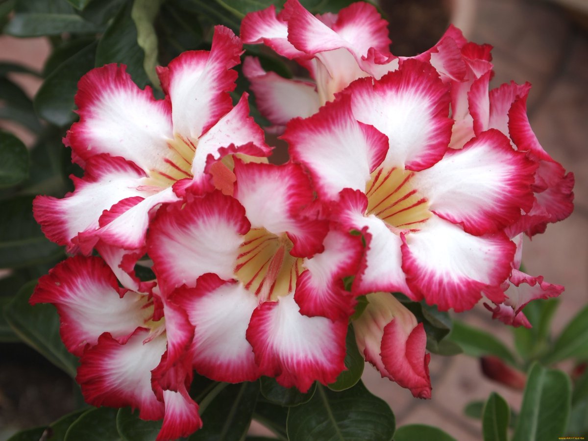 Адениум сорт София