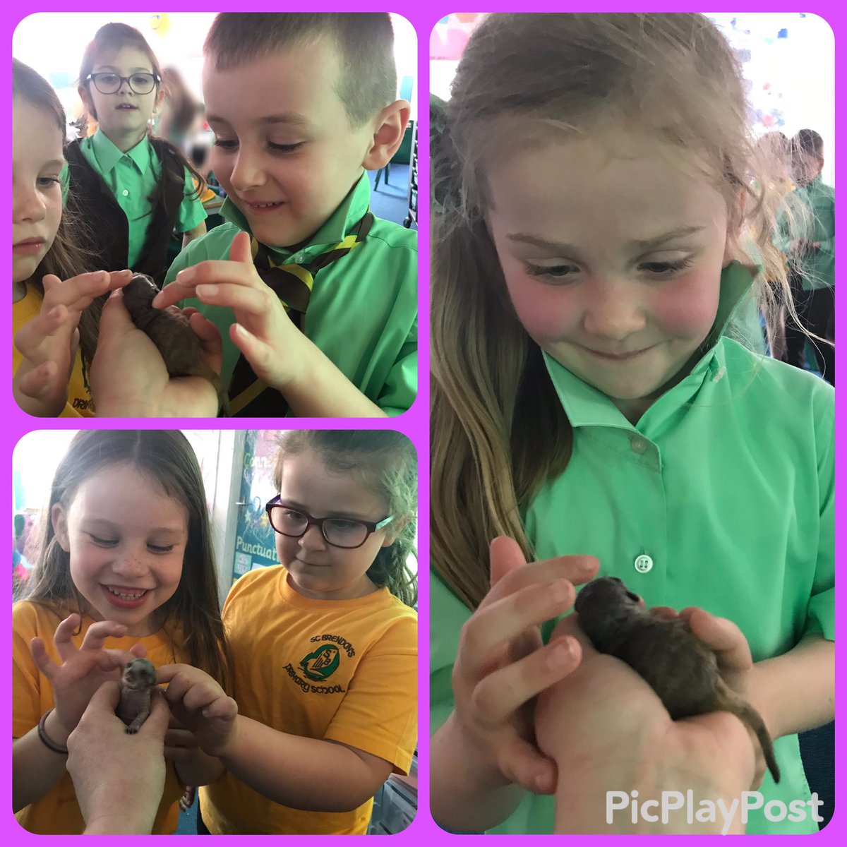 StBrendansPS's tweet photo. P2 enjoyed meeting 2 very special @LittlecrittersG baby meerkats today 🥰💕 #loveanimals #babymeerkats #animaltherapy #animalsinschools https://t.co/bdR2QaBeK9