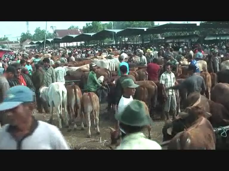 CowBull3's tweet image. Place cow