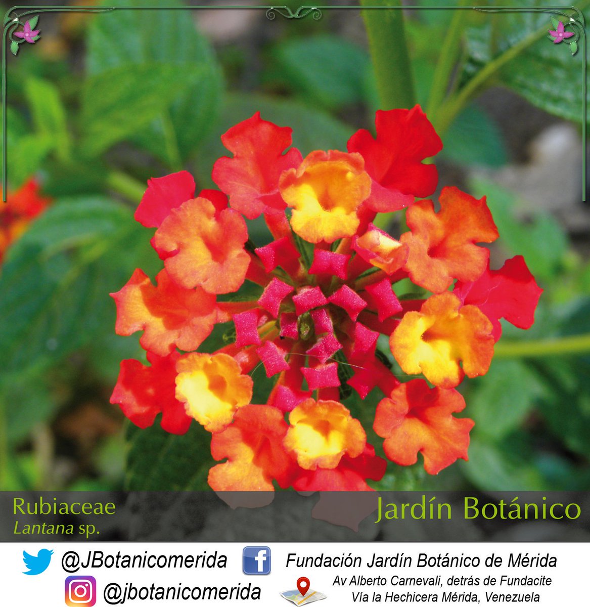 El Jardín Botánico es un espacio para el disfrute de quienes aman la naturaleza, también es el lugar ideal para los más pequeños de la casa, para que se re encuentren con las maravillas que nos ofrece el Jardín junto al <a href="/biocontacto/">Biocontacto</a> puedan crear recuerdos en familia 👨‍👩‍👧‍👦