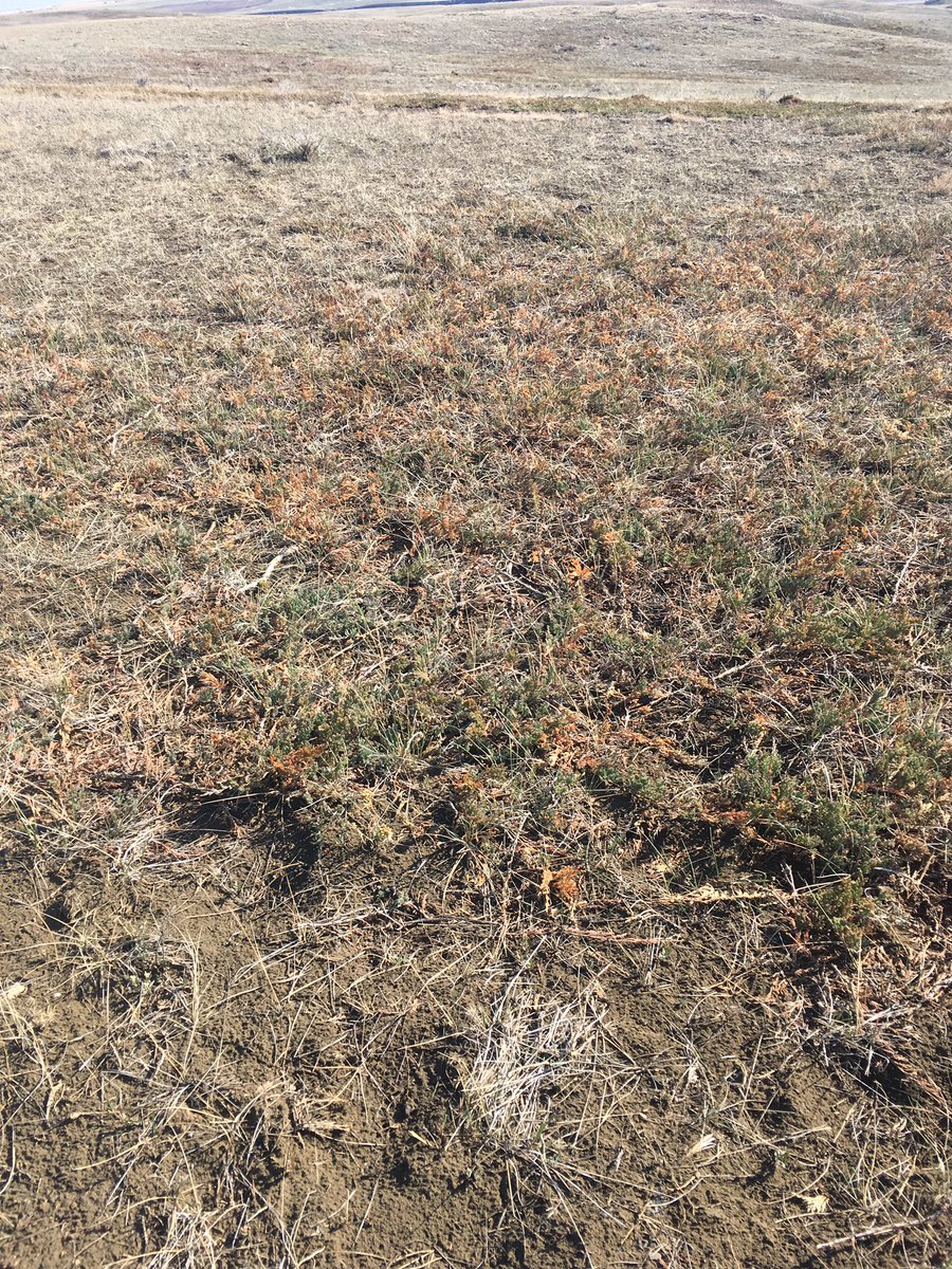 Stephan12262610's tweet photo. Call me crazy One of my favourite smells is Showered on pasture #wetsage #wetgrass #creepingcedar #washedoffgrass #stillneedarain #butthishelps #SaskAg https://t.co/naQ6TpkcrF