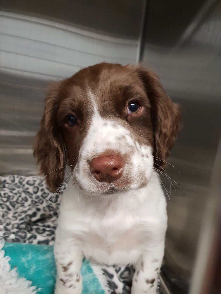 LondonRoadVets's tweet photo. Meet Blaze❤️

The newest member of the London Road and Hollies team, belonging to nurse Vikki😍😍😍

#weloveyoublaze #staffpet #goodboy #gorgeous #cutest #baby #springerspaniel #adorbs #londonroadvets #holliesvets https://t.co/zuIEEidRWZ