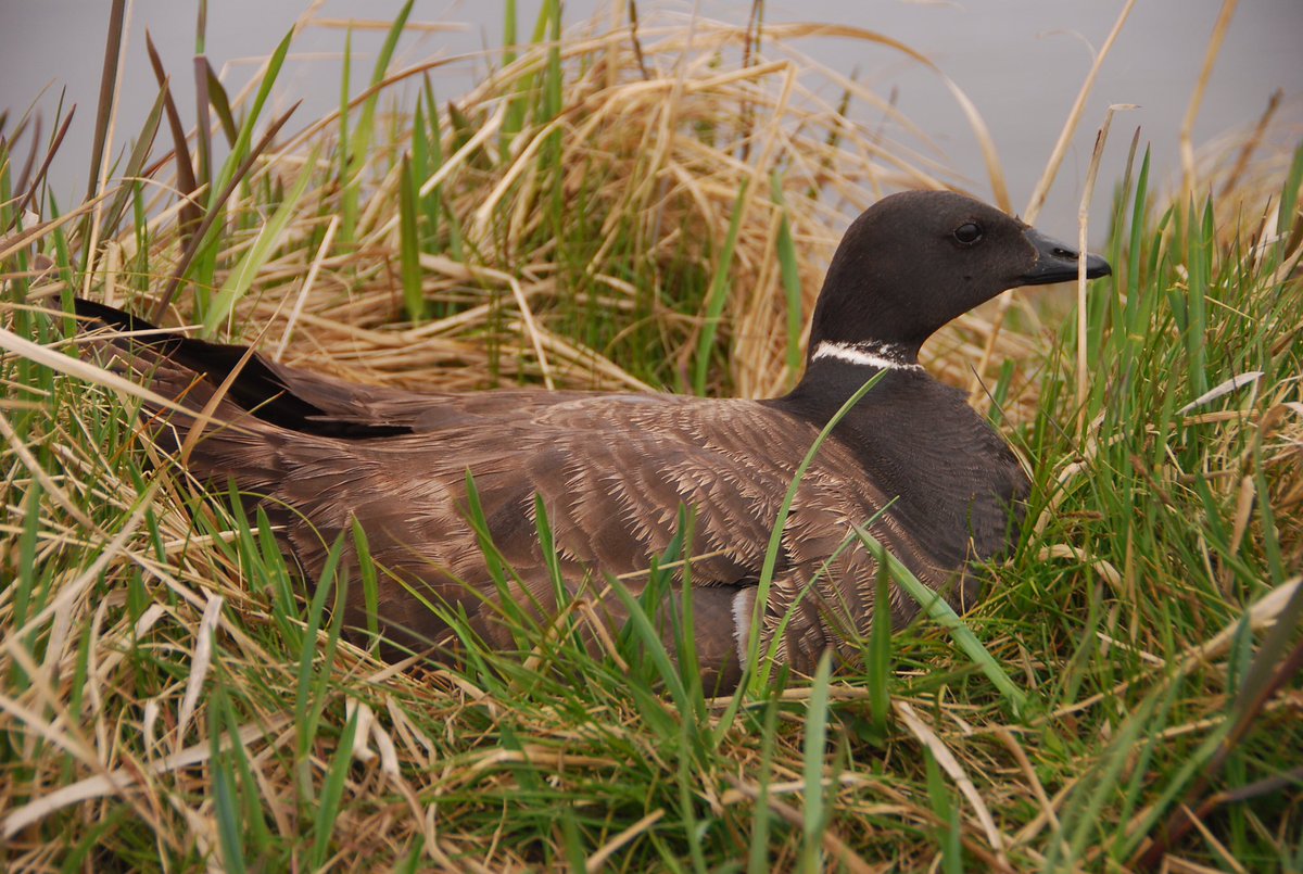Ryan Choi (@ryantchoi) on Twitter photo First #dissertation chapter on #climatechange induced phenological #mismatch between migratory geese and their forage species is published at <a href="/JEcology/">Journal of Ecology</a> ! besjournals.onlinelibrary.wiley.com/doi/abs/10.111β¦ First #dissertation chapter on #climatechange induced phenological #mismatch between migratory geese and their forage species is published at <a href="/JEcology/">Journal of Ecology</a> ! besjournals.onlinelibrary.wiley.com/doi/abs/10.111β¦