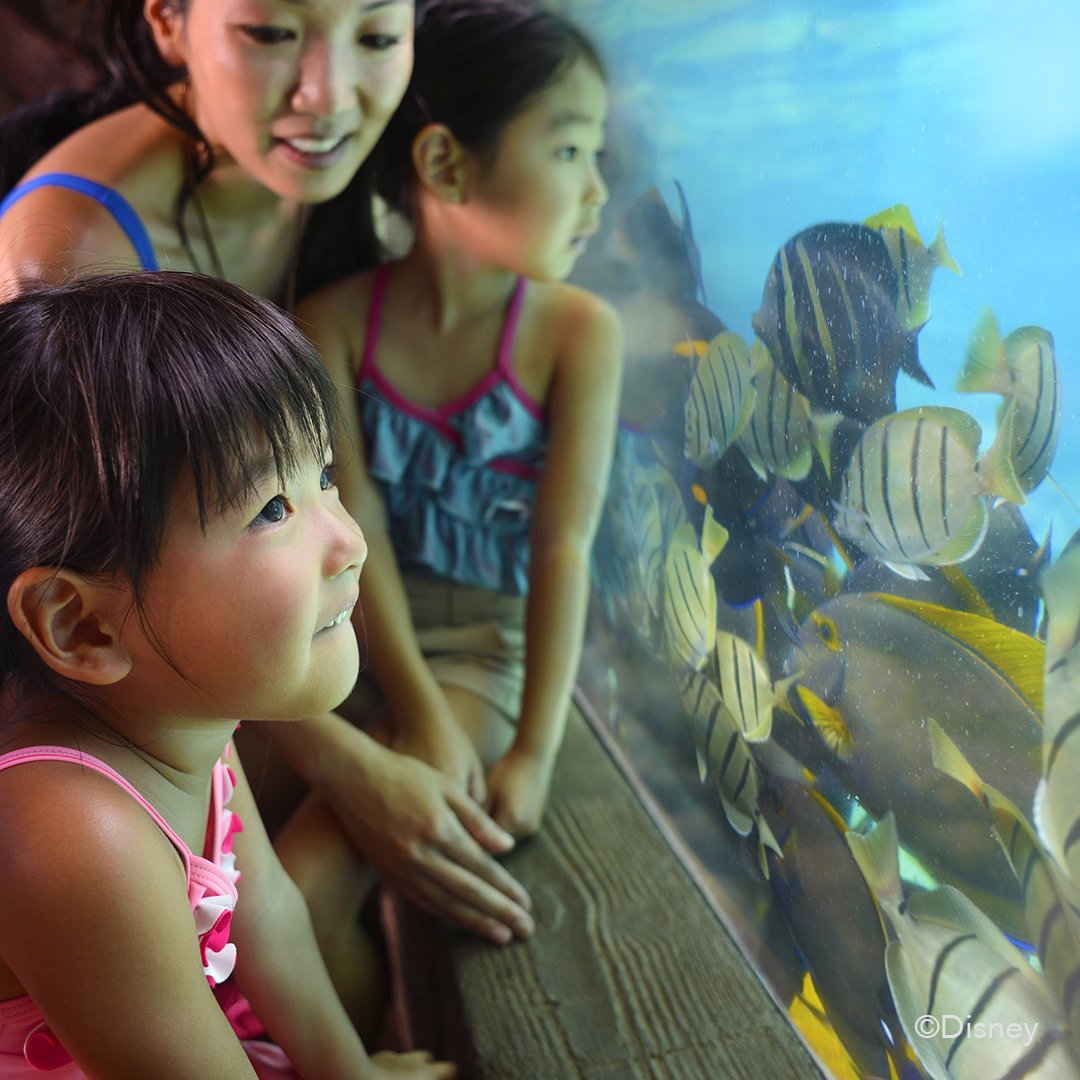 DisneyAulani's tweet photo. The waters shimmer and sparkle in a collection of colors. Wonder at the legendary beauty of nature. #DisneyAulani #RainbowReef https://t.co/XtcdVNxWer