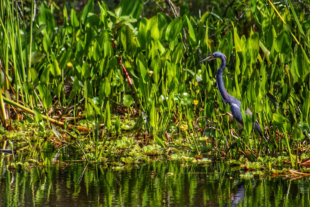 cruzan_fpv's tweet photo. @davidimel Lake Woodruff Wildlife Preserve https://t.co/cYc3JKnFM7