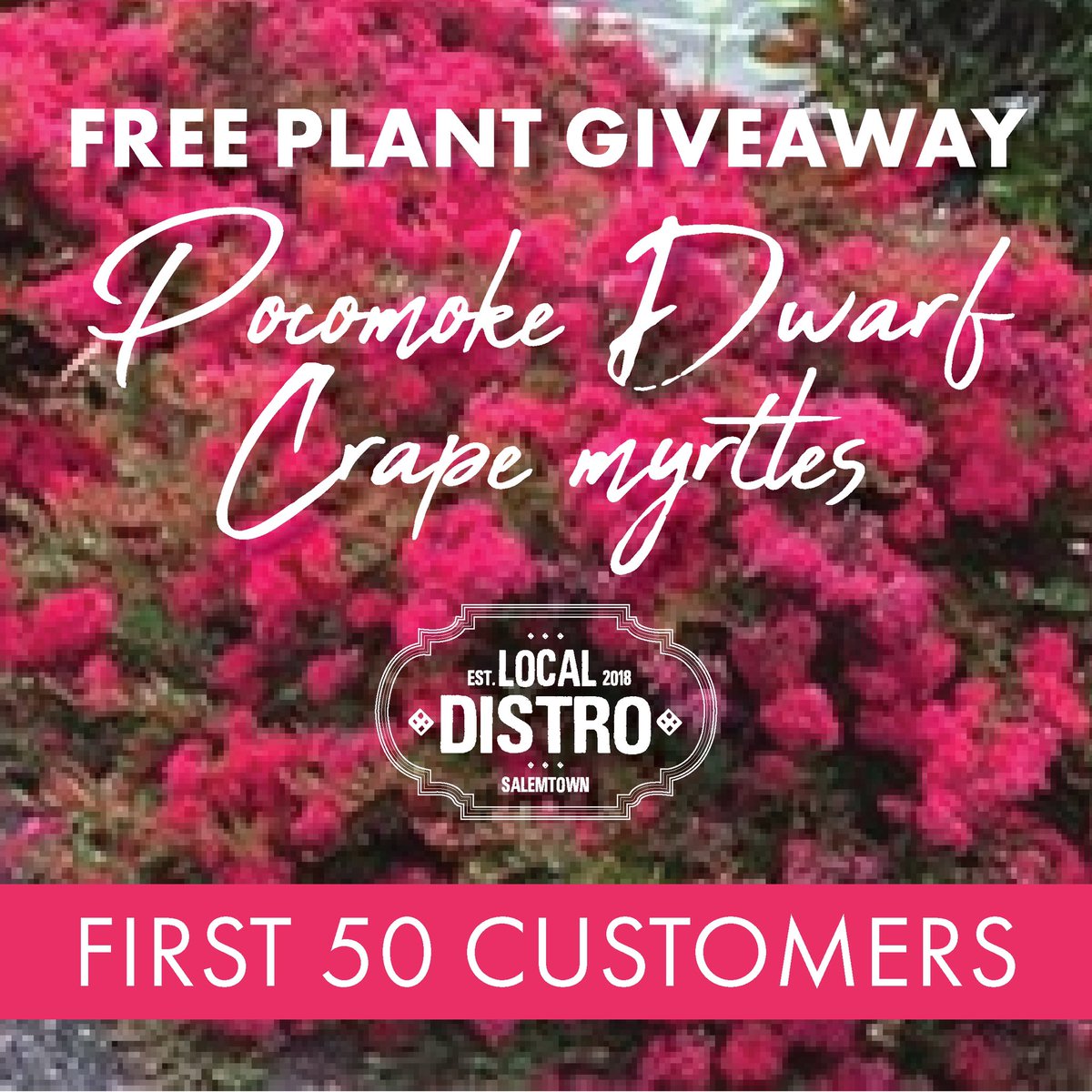 Today’s your lucky day, come on down and get your Free Pocomoke Dwarf Crape Myrtle! Available to the first 50 customers! #salemtown #freeplantgiveaway #mommasgonnaloveit