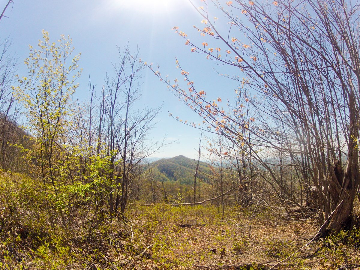 creek_mountain's tweet image. Tfw a gap in the trees perfectly frames the view.
#alwaysadventuring #optoutside