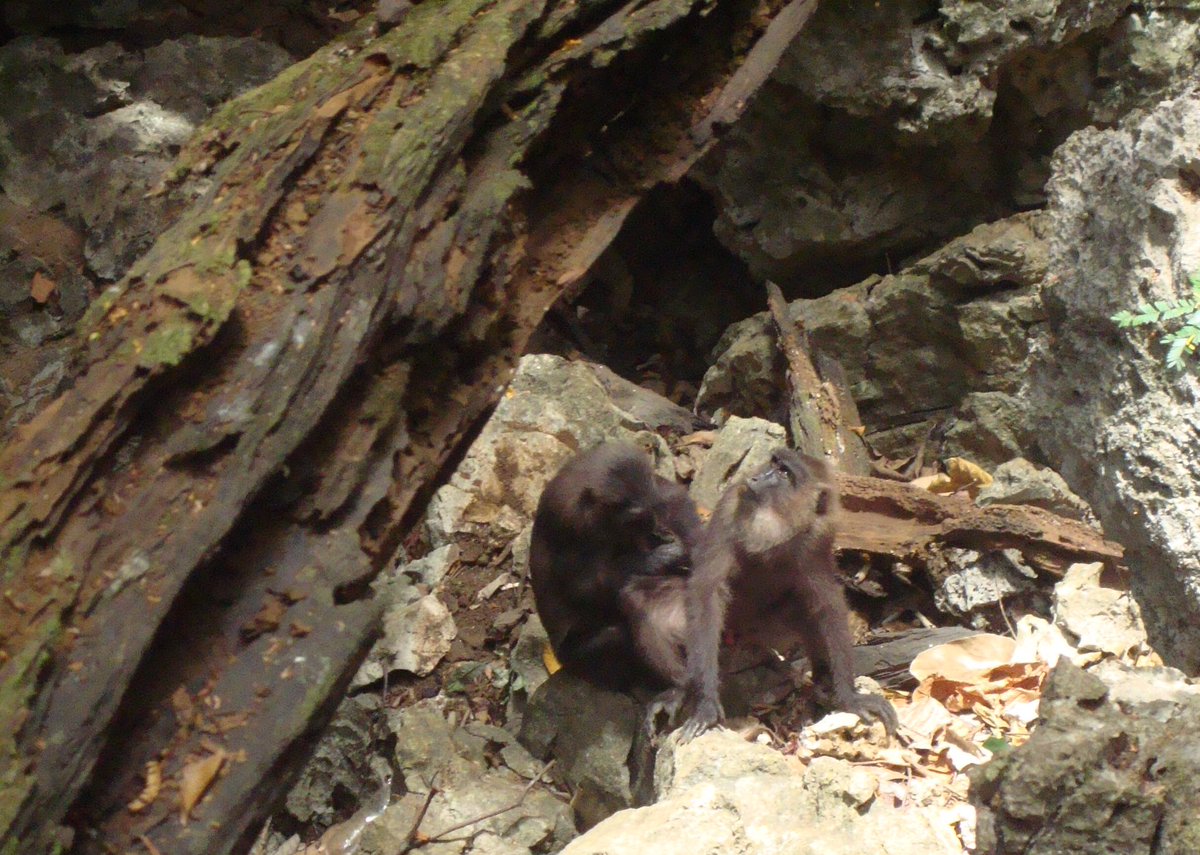 animal_asana's tweet photo. What is #monkey mind? Is it in the faces of these #macaques being groomed by their group mates?๐ต๐
#redefinemonkeymind
#InternationalMacaqueWeek
#moormacaques
#longtailedmacaques
#cintamonyet
https://t.co/aOMNNGniAo https://t.co/qSRMsERwiK