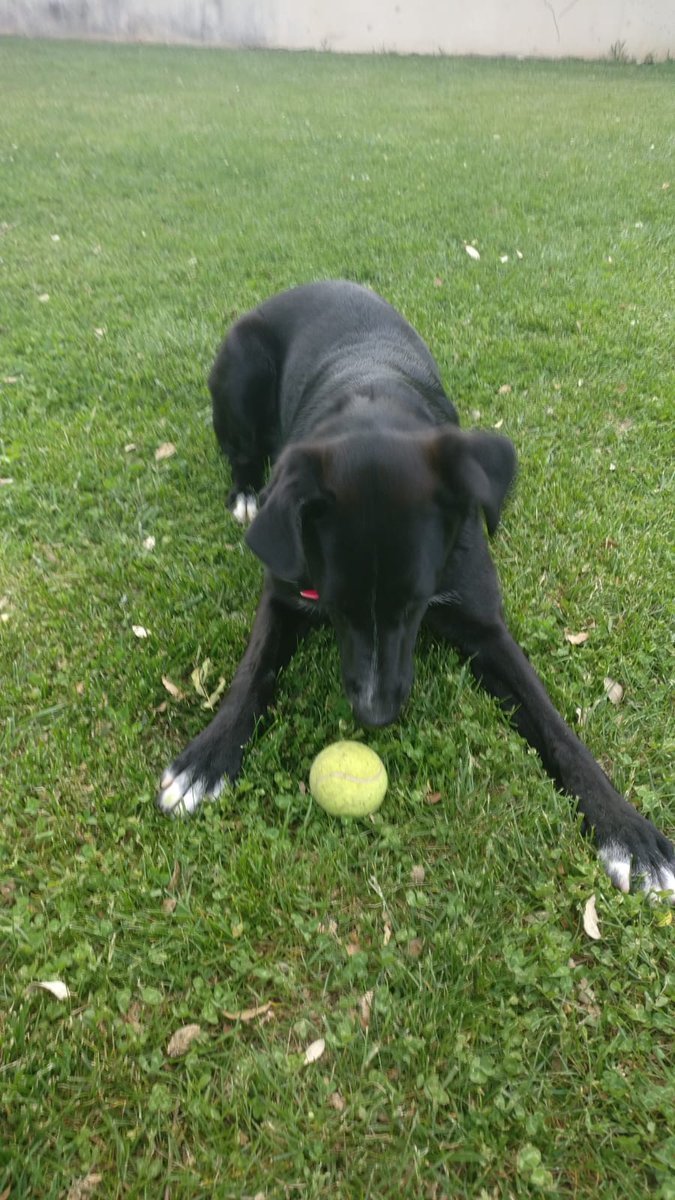 HuellasProte's tweet photo. Ésta preciosa cachorrita se llama Tímida. Fue recogida junto a sus hermanitos.
Tuvo la suerte de ser adoptada, pero su familia no la puede tener más tiempo por problemas personales.
Ayudas a Tímida a encontrar un hogar??🐶💓 https://t.co/9hS2QHTdpW