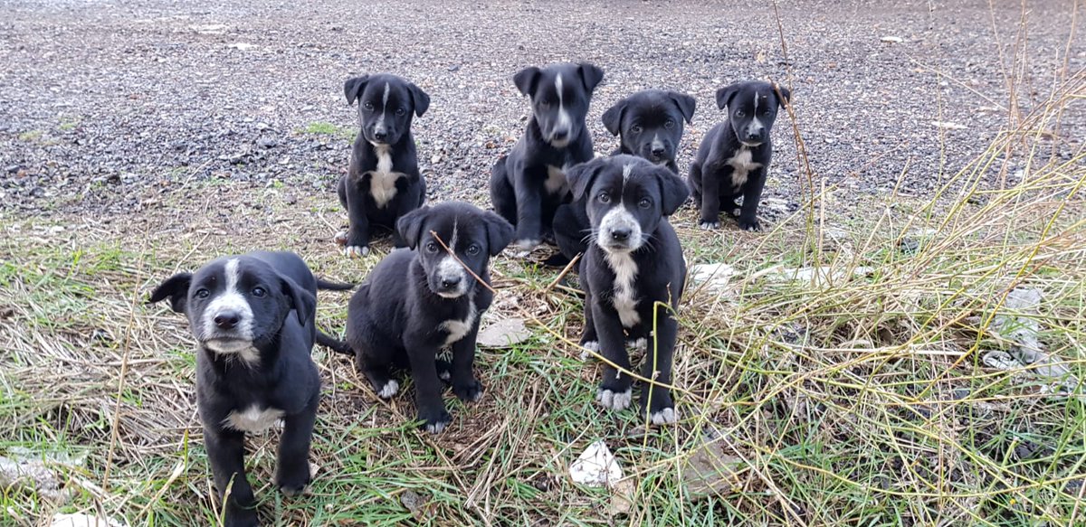 Ésta preciosa cachorrita se llama Tímida. Fue recogida junto a sus hermanitos.
Tuvo la suerte de ser adoptada, pero su familia no la puede tener más tiempo por problemas personales.
Ayudas a Tímida a encontrar un hogar??🐶💓
