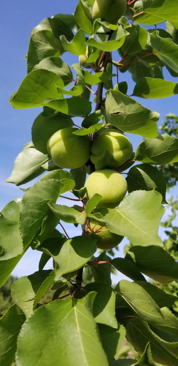 SimonianFruit's tweet photo. Fresh Apricots 3-4 weeks away from harvest #SimonianFarming #SimonianFruit #SIMCO #SFC #Apricots #Apricot #CaliforniaApricots #FreshApricots #StoneFruit #TreeFruit #FreshFruit #CaliforniaFruit #FresnoCounty #SanJoaquinValley #CentralValley #California #CAGrown #May #Farming https://t.co/nlc7GiEVqC