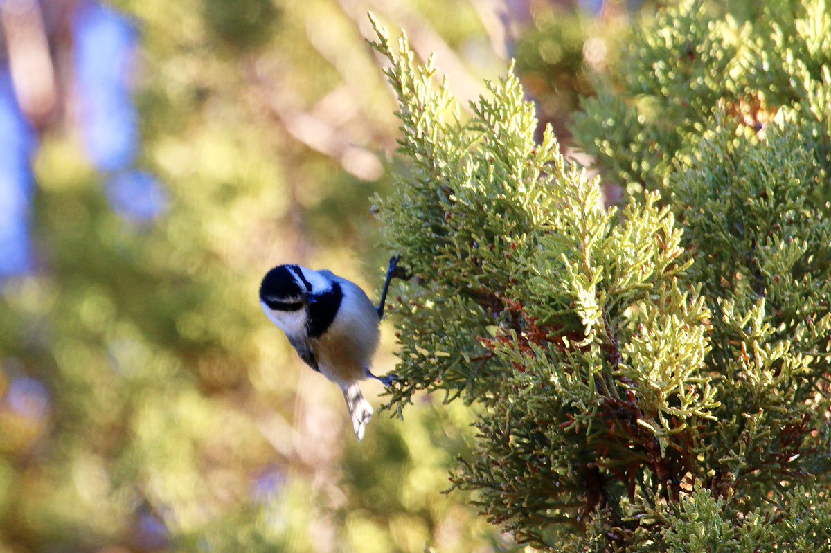 MyODFW's tweet image. It’s #MigrationWeek

Mountain chickadees and American dippers are altitudinal migrants within Oregon. They migrate up and down elevation looking for more favorable foraging and breeding conditions. instagram.com/p/BxQac3wg83O/…