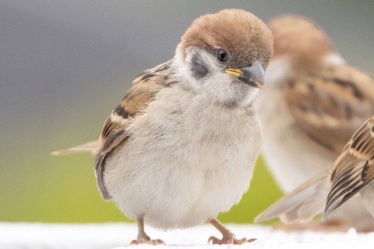 ট ইট র Biggate4444 ふわふわの子雀さんがやってきました スズメ すずめ スズメ観測 ちゅん活 ファインダー越しの私の世界 写真好きな人と繋がりたい 写真で伝えたい私の世界 Photography Sparrow 鳥 野鳥 野鳥撮影 野鳥写真 Pentax T