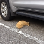 トラ猫がエビフライになっててかわいかったので作ってみた!!