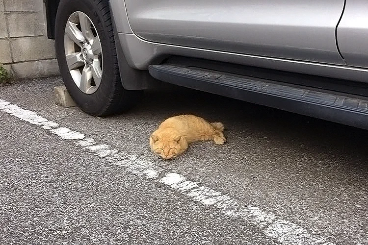 トラ猫がエビフライになっててかわいかったので作ってみた！！！