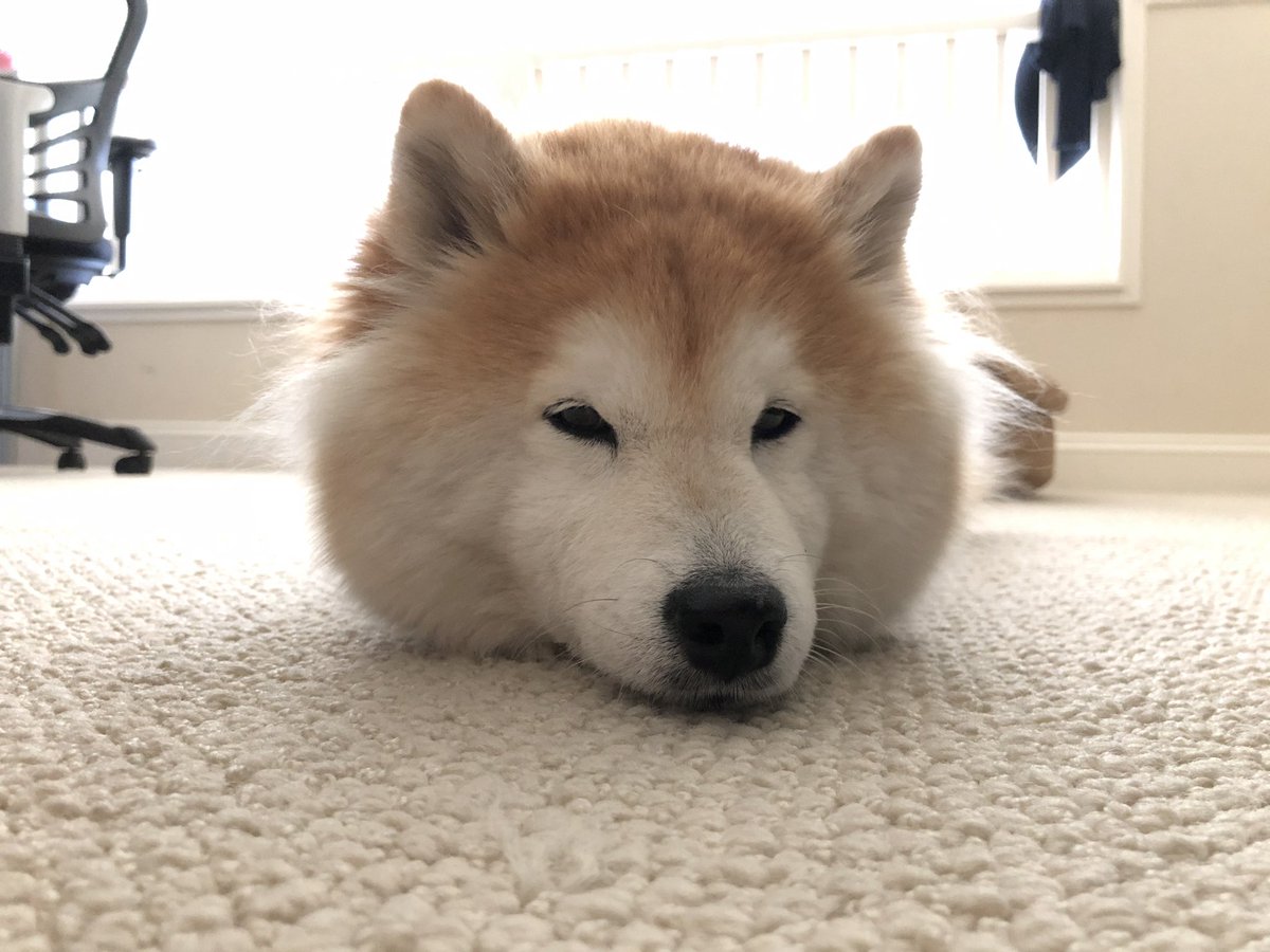 ShibaInuMaya's tweet photo. Floating Maya head! 🤣 https://t.co/g2h2QvBYwg