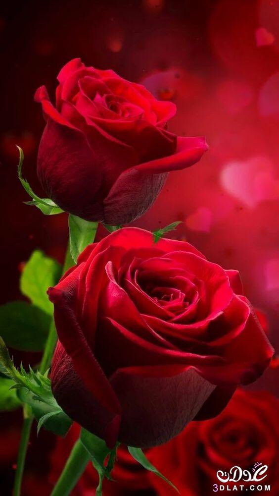 ♚جولان♚ tweet media