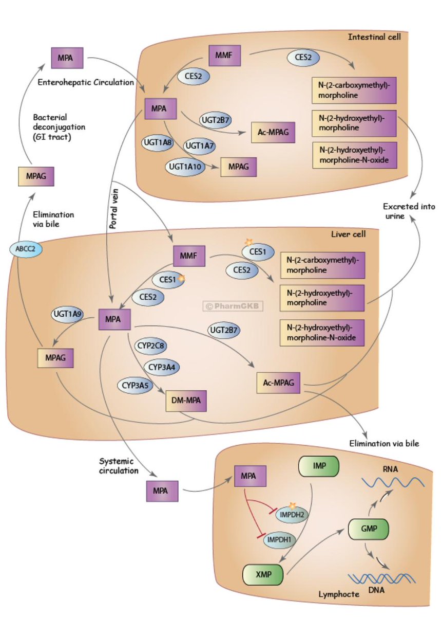 Image of the PharmGKB mycophenolic acid pathway.