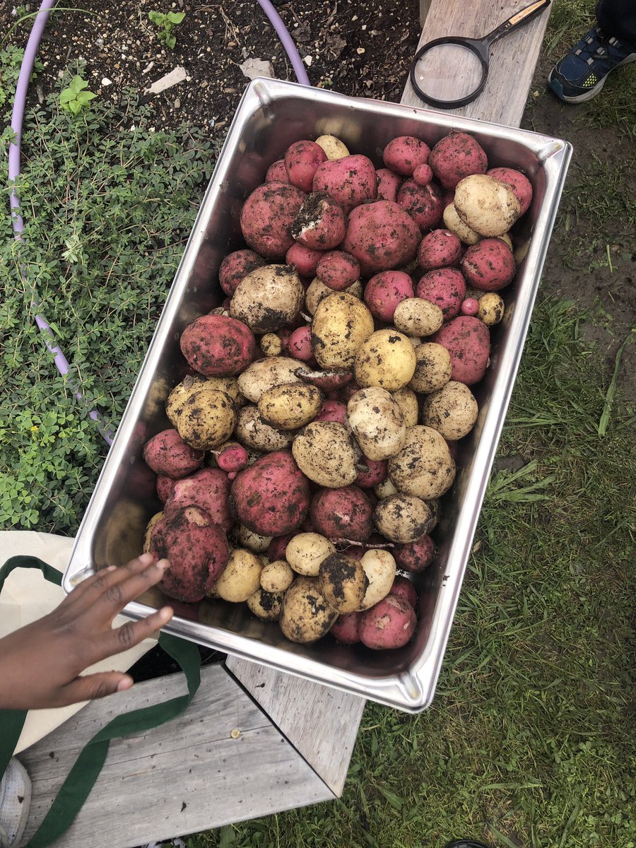 MissRiceTCE's tweet photo. Kindergarten harvested almost 19 pounds of potatoes from our kindergarten bed! #tcegarden @CISDNutrition https://t.co/Ca1TmKch33