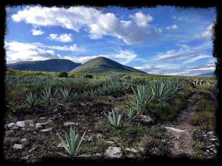 Viaggiale tweet media