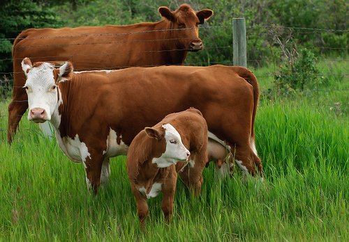 A successful cow/calf program starts in the spring. That’s critically important this year, given the harsh winter that cattle across the country faced, writes Kevin Hill, DVM/ technical services manager <a href="/MerckAH/">Merck Animal Health</a>  ow.ly/KYW230oGPJM