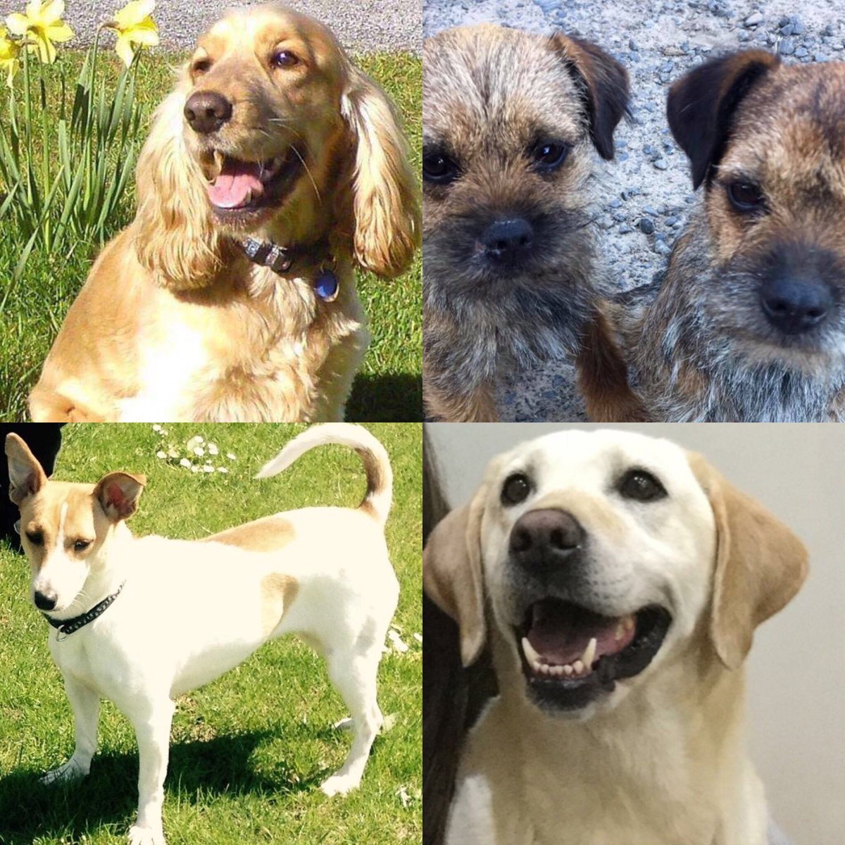 JustineQuirk's tweet photo. @EamonnHolmes @SkyJacquie Thank you so much for having me on @talkRADIO this evening to help raise awareness of dog theft. These gorgeous dogs are just a few of the ones we’re trying to bring home! Awareness like this is key to reuniting families so thank you for the opportunity https://t.co/Qaafwd5UFp