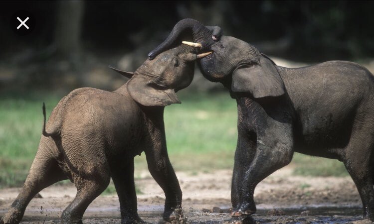 ChaniellB's tweet photo. Hey guys, so here we have the forest elephant. They’re essential to forest trees because there digestive systems are the only thing that germinates the seeds. We have to save them because they’re a keystone species! #APES2019 https://t.co/ei2qbHHWli