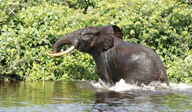 ChaniellB's tweet photo. Hey guys, so here we have the forest elephant. They’re essential to forest trees because there digestive systems are the only thing that germinates the seeds. We have to save them because they’re a keystone species! #APES2019 https://t.co/ei2qbHHWli
