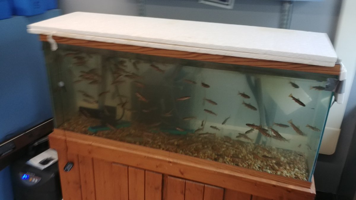 Thank you Mr. K and his awesome students at Minoa Elem for sharing with me their amazing accomplishments in raising Brook Trout in their classroom. It was fantastic to see all the learning that has taken place. <a href="/ESMSchoolDist/">ESM Central Schools</a>