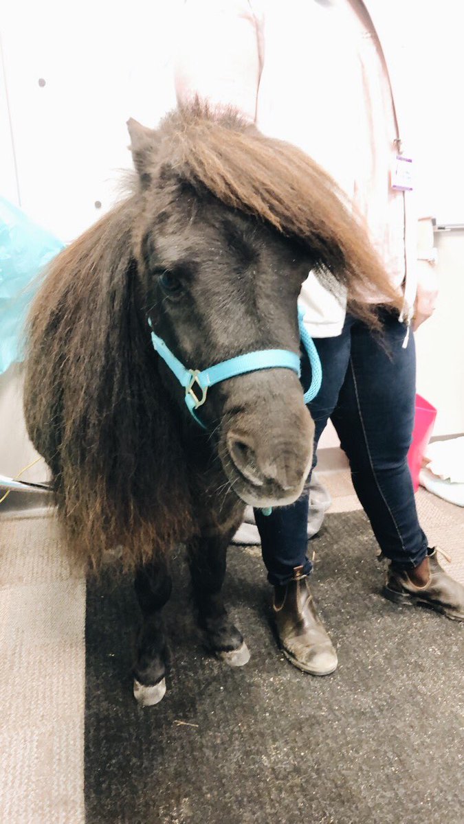 amanda_dawe's tweet photo. #NoStressFest at @DFO_NL today 😊🌻🐴 https://t.co/u92ZQadTBm
