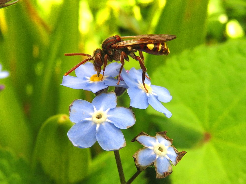 In een bij-vriendelijke tuin is het vergeet-me-nietje ook een aanrader. Vooral de kleinere soorten zie je er regelmatig.