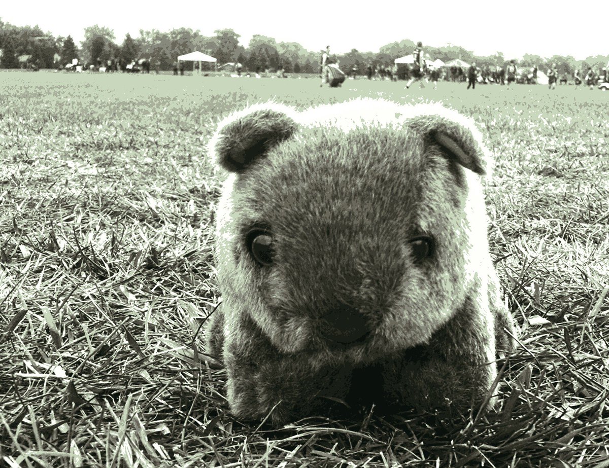 Wally is ready for Thursday footy in Madison! See you at 6 pm! 🏉 Get hydrated! 💧💧💧