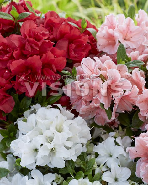 Plantlover Peter tweet media