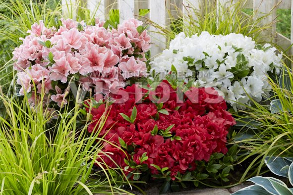 Plantlover Peter tweet media