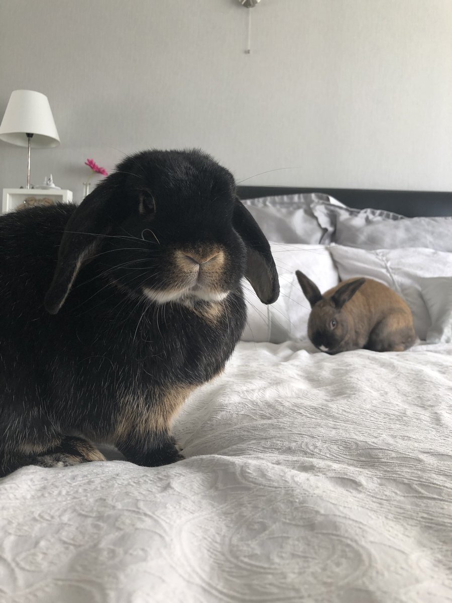 bunniesindoors's tweet photo. Our favourite place 🐰🛏🐰#bunnies #BunniesOfTwitter #cuteanimals #sleepy #RabbitOfTwitter #houserabbit #Bambi #thumper https://t.co/lLfpooJh2c